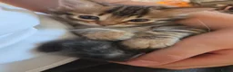 Bengal cats for sale: FULL CASHMERE FEMALE  - Advert 15
