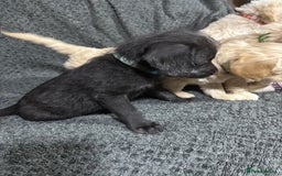 Mixed Breed dogs for sale: Jackapoo x cockapoo puppies - Image 3