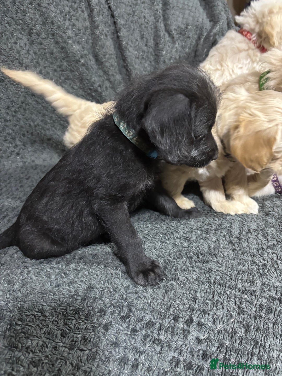 Mixed Breed dogs for sale: Jackapoo x cockapoo puppies - Image 3