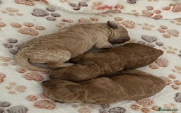 Miniature Poodle dogs for sale: 3 Gorgeous girls - Image 2