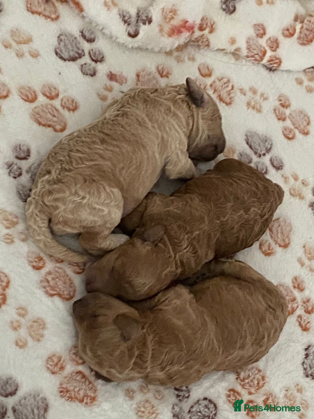 Miniature Poodle dogs for sale: 3 Gorgeous girls - Image 2