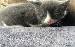 Egyptian Mau cats for sale: Egyptian mau x - Image 18