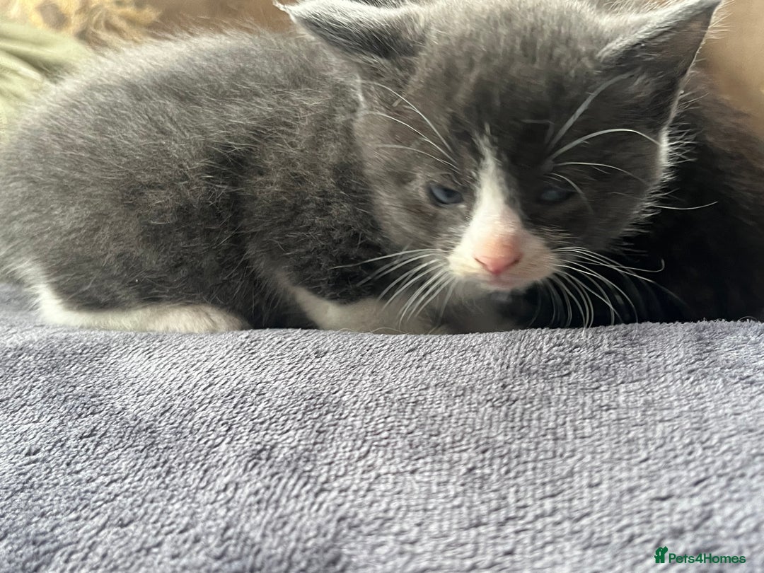 Egyptian Mau cats for sale: Egyptian mau x - Image 18
