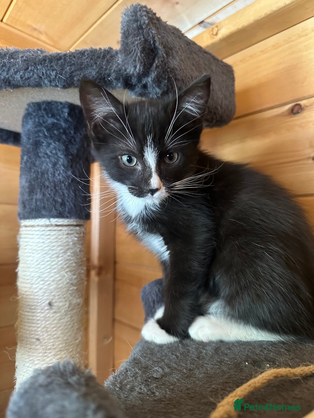 Ragdoll cats for sale: Ragdolls for sale  - Image 10