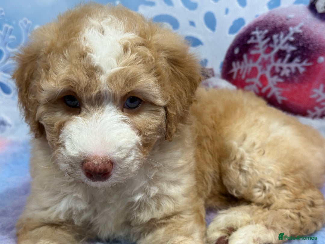 Bernedoodle dogs for sale: Bernedoodles - Advert 3