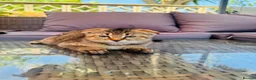 Scottish Fold cats for sale: ✨ Kittens Looking for Forever Homes ✨ - Advert 20