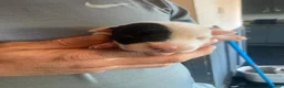 Staffordshire Bull Terrier dogs for sale: Staffordshire bull terrier pups - Advert 8