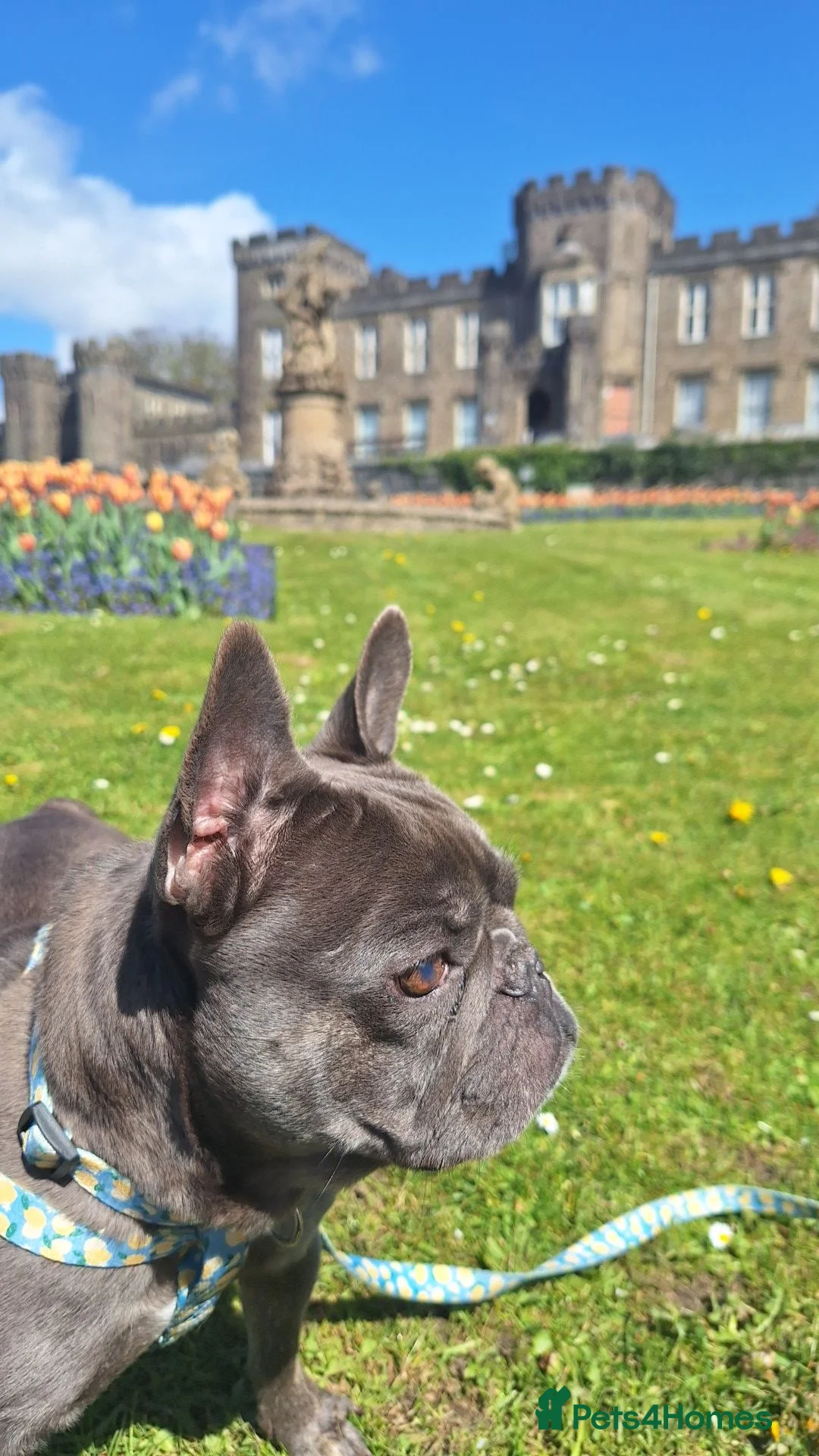 French Bulldog dogs for sale: 7 year old French Bulldog  **  in Tredegar - Advert 1