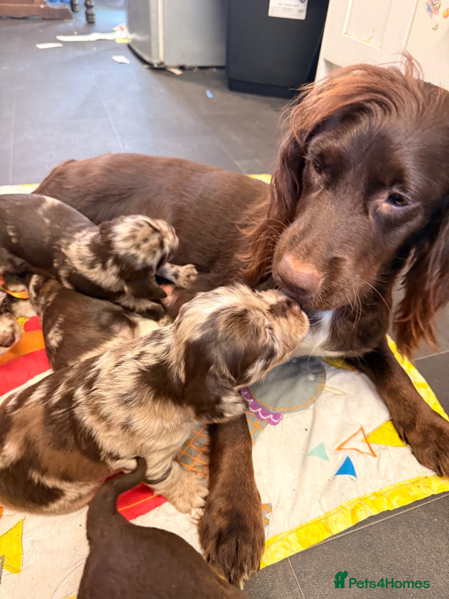 Sprocker dogs Merle sprocker spaniel puppies  - Advert 2