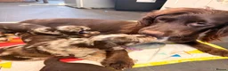 Sprocker dogs for sale: Merle sprocker spaniel puppies  in Dover - Advert 1