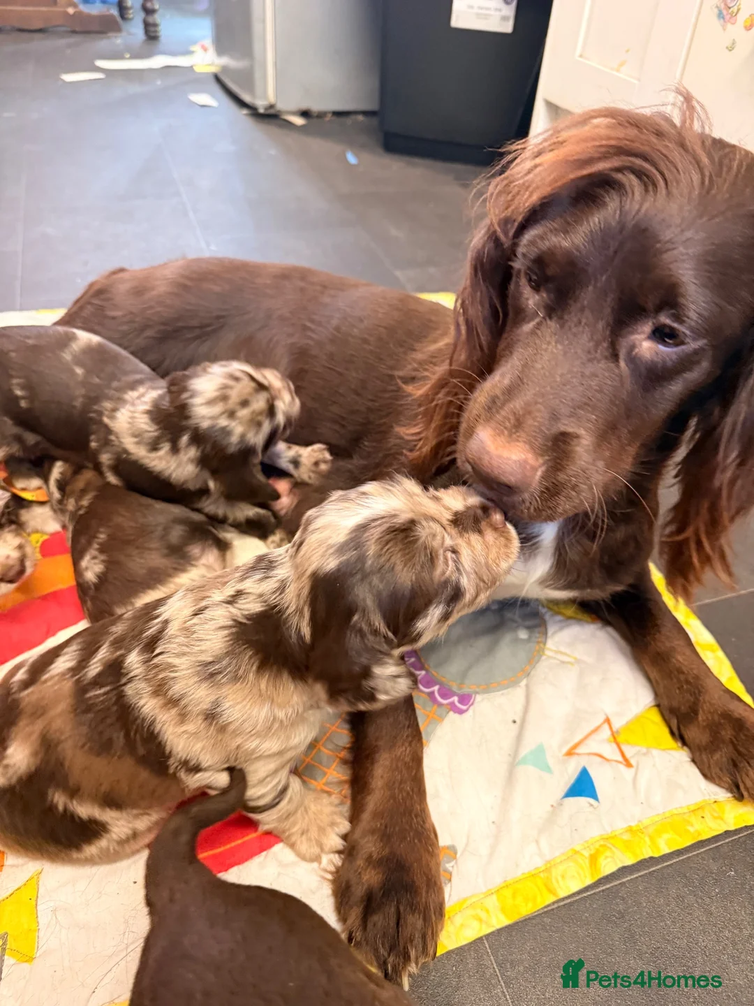 Sprocker dogs for sale: Merle sprocker spaniel puppies  in Dover - Advert 1