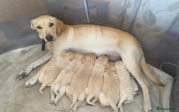 Labrador Retriever dogs for sale: Lovely Labrador puppies  - Image 22
