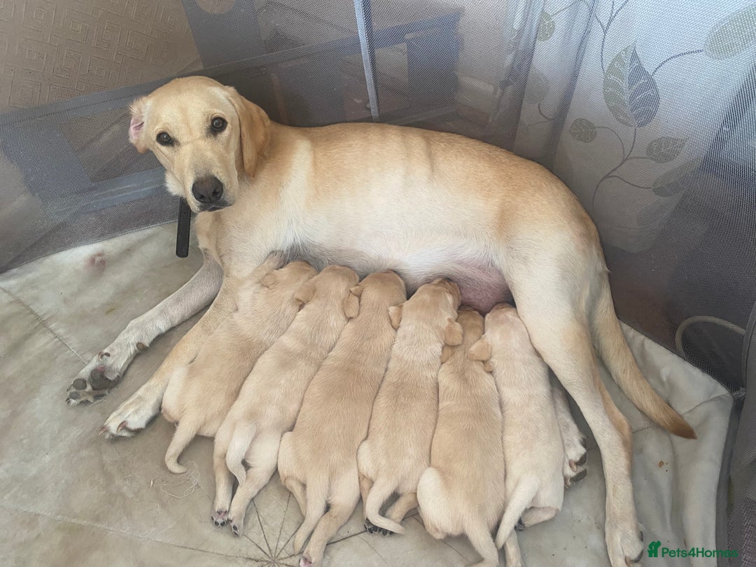 Labrador Retriever dogs for sale: Lovely Labrador puppies  - Image 22