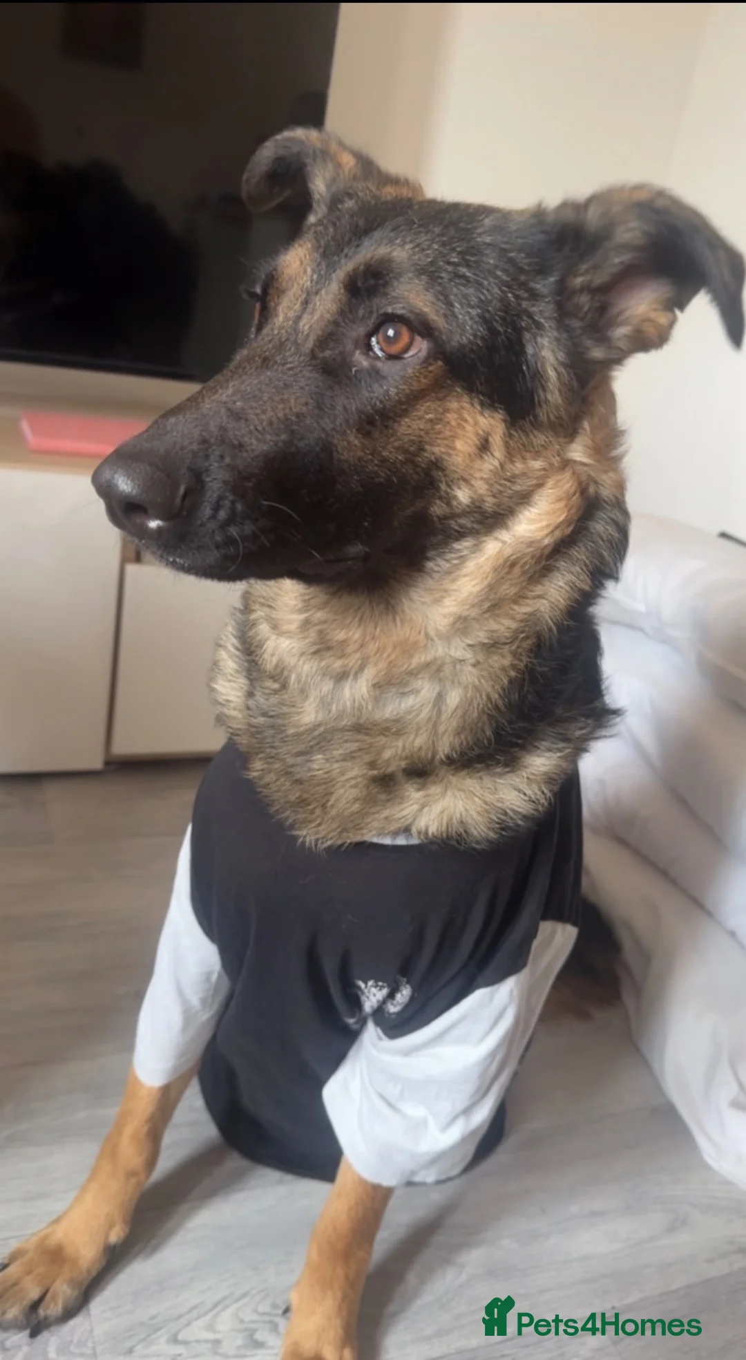 Mixed Breed dogs for sale: Narla needs rehoming due to certain circumstances. in Newark - Advert 2