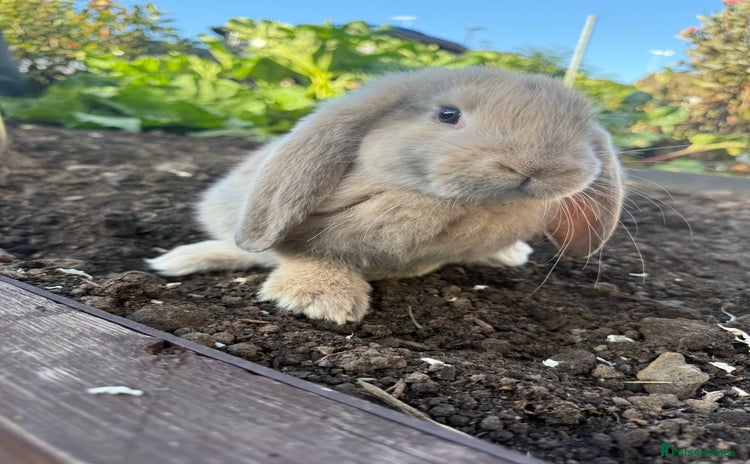 French Lop rabbits - Advert 2