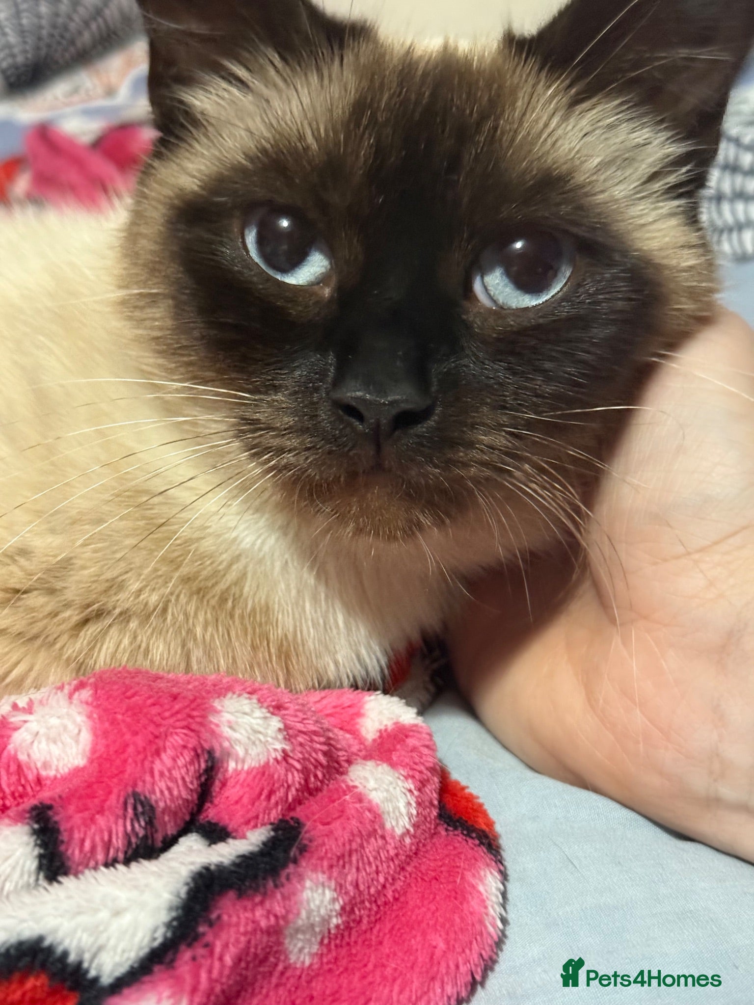 Mixed Breed cats Kitten  - Advert 18