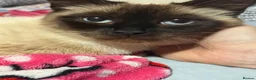 Mixed Breed cats for sale: Kitten  - Advert 1