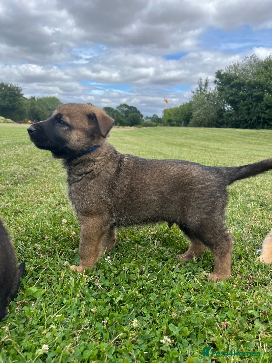 Mixed Breed dogs for sale: Malinios x DDR German Shepard puppies  - Advert 1