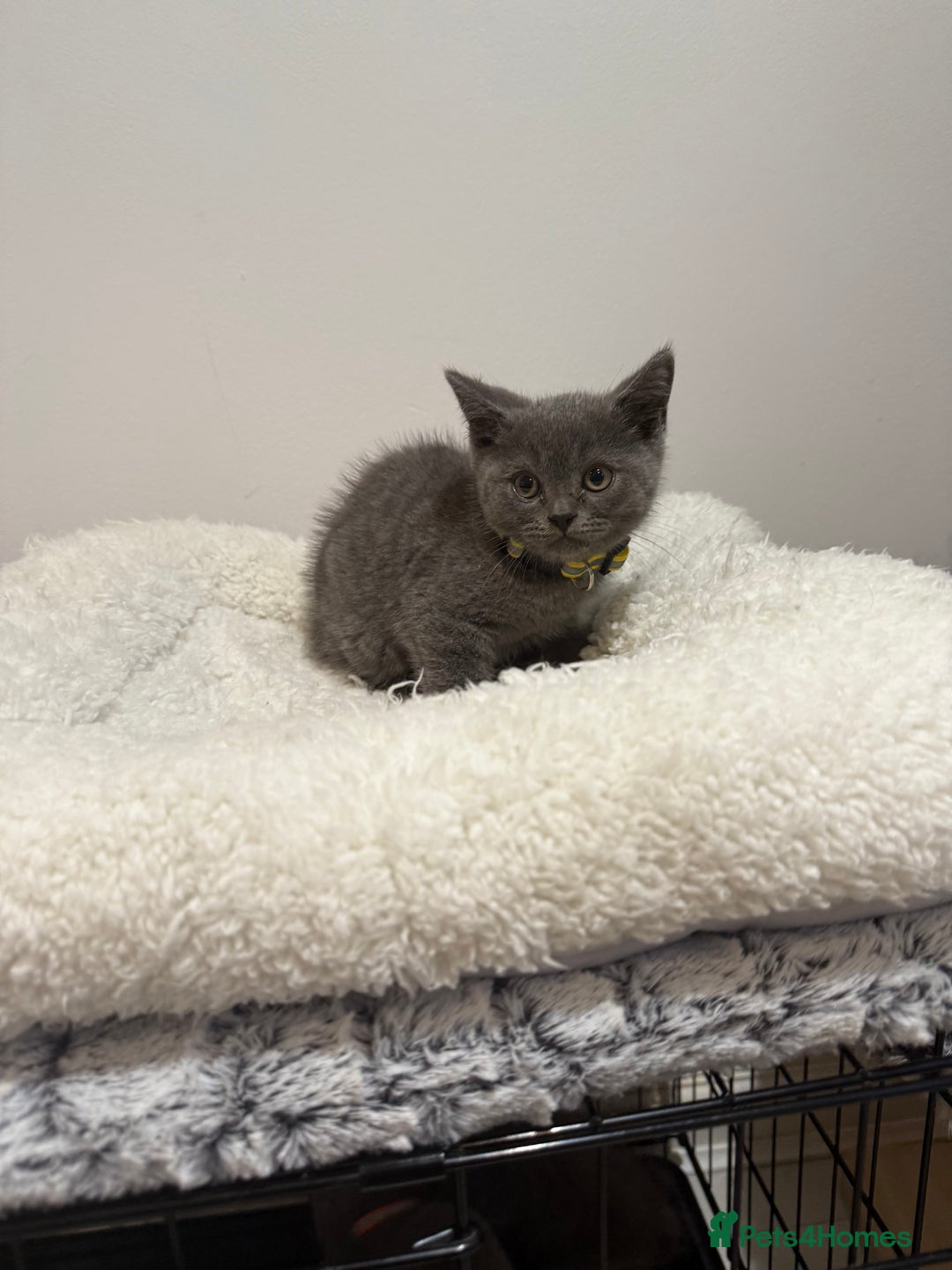 British Longhair cats for sale: Beautiful blues - Image 18