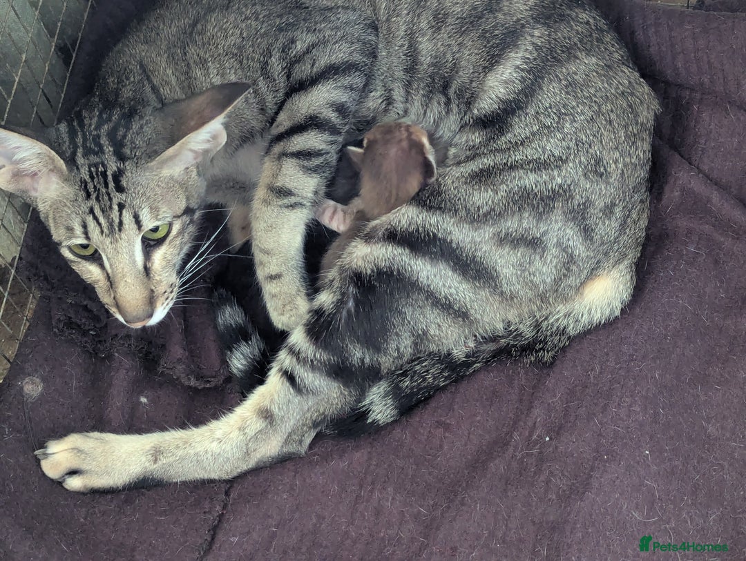 Siamese cats for sale: Loving friendly kittens seeking new slaves - Image 7