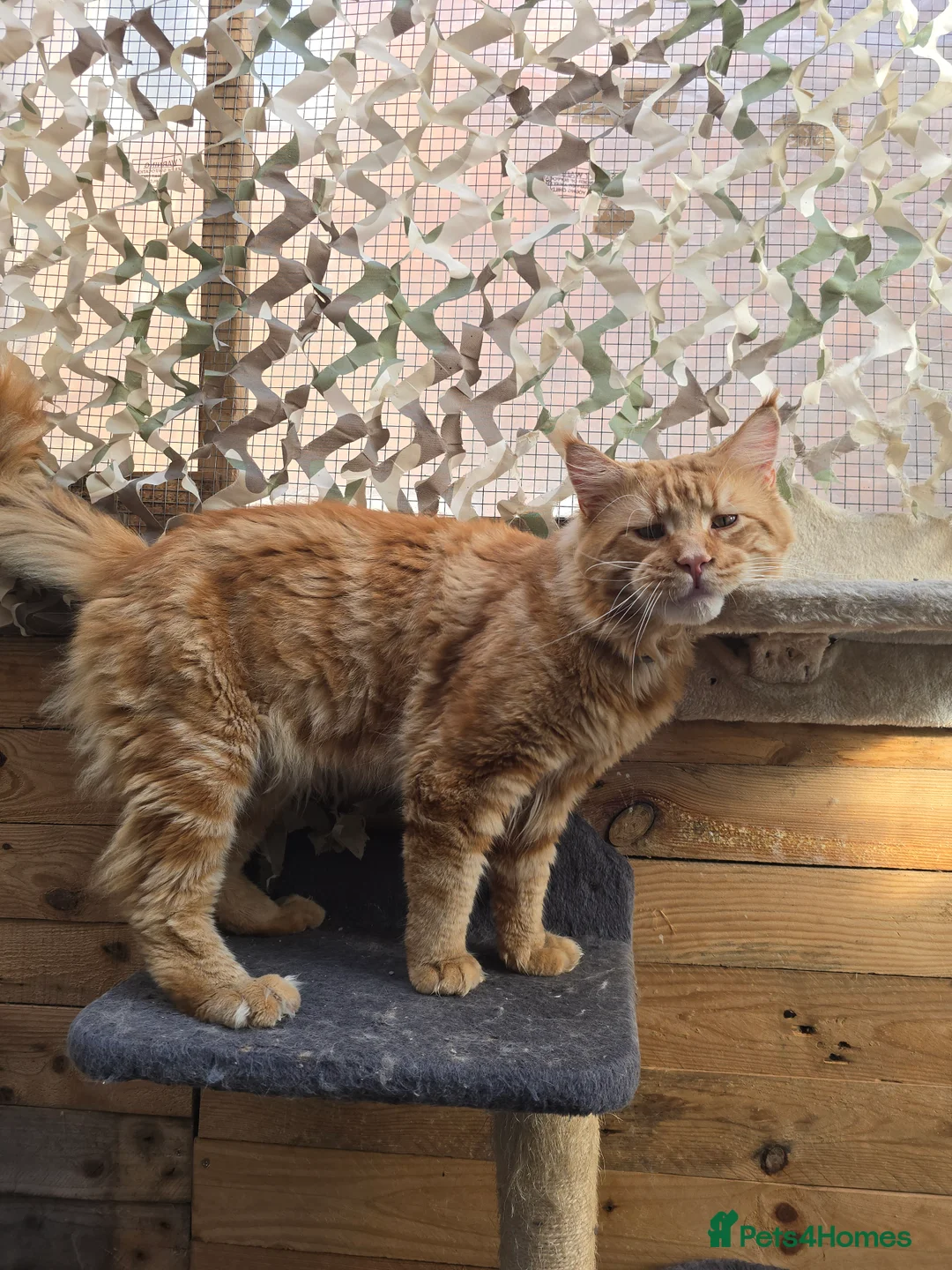 Maine Coon cats for stud: Maine Coon Large Red Tabby over 10kg in Hull - Advert 24