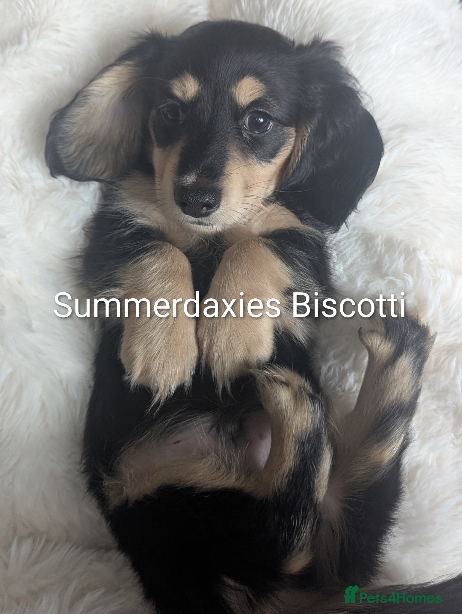 Miniature Dachshund dogs READY NOW 🎖️longhaired Miniature dachshunds  - Advert 1