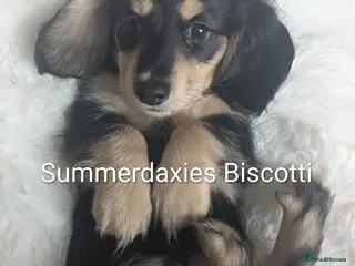 Miniature Dachshund dogs READY NOW 🎖️longhaired Miniature dachshunds - Advert 1