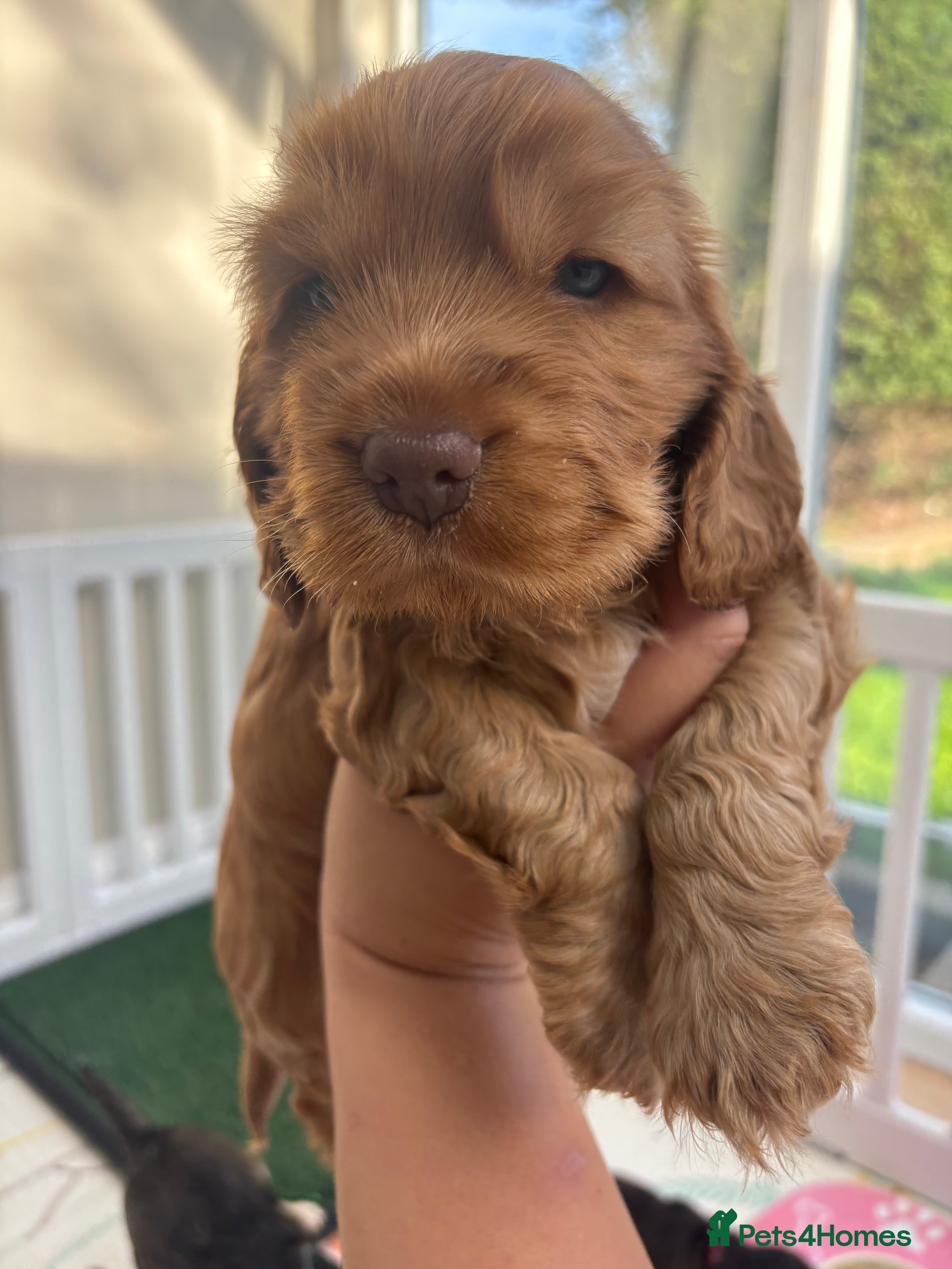 Cocker Spaniel dogs Rizi bizi sired Show cocker spaniel puppies  - Advert 2