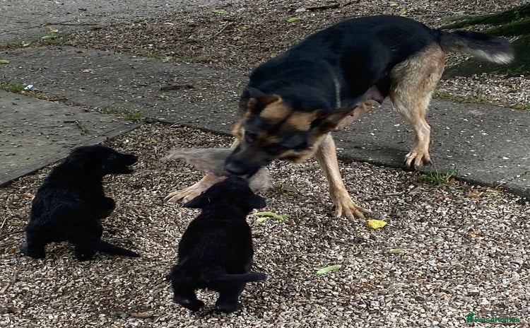 German Shepherd dogs - Advert 1