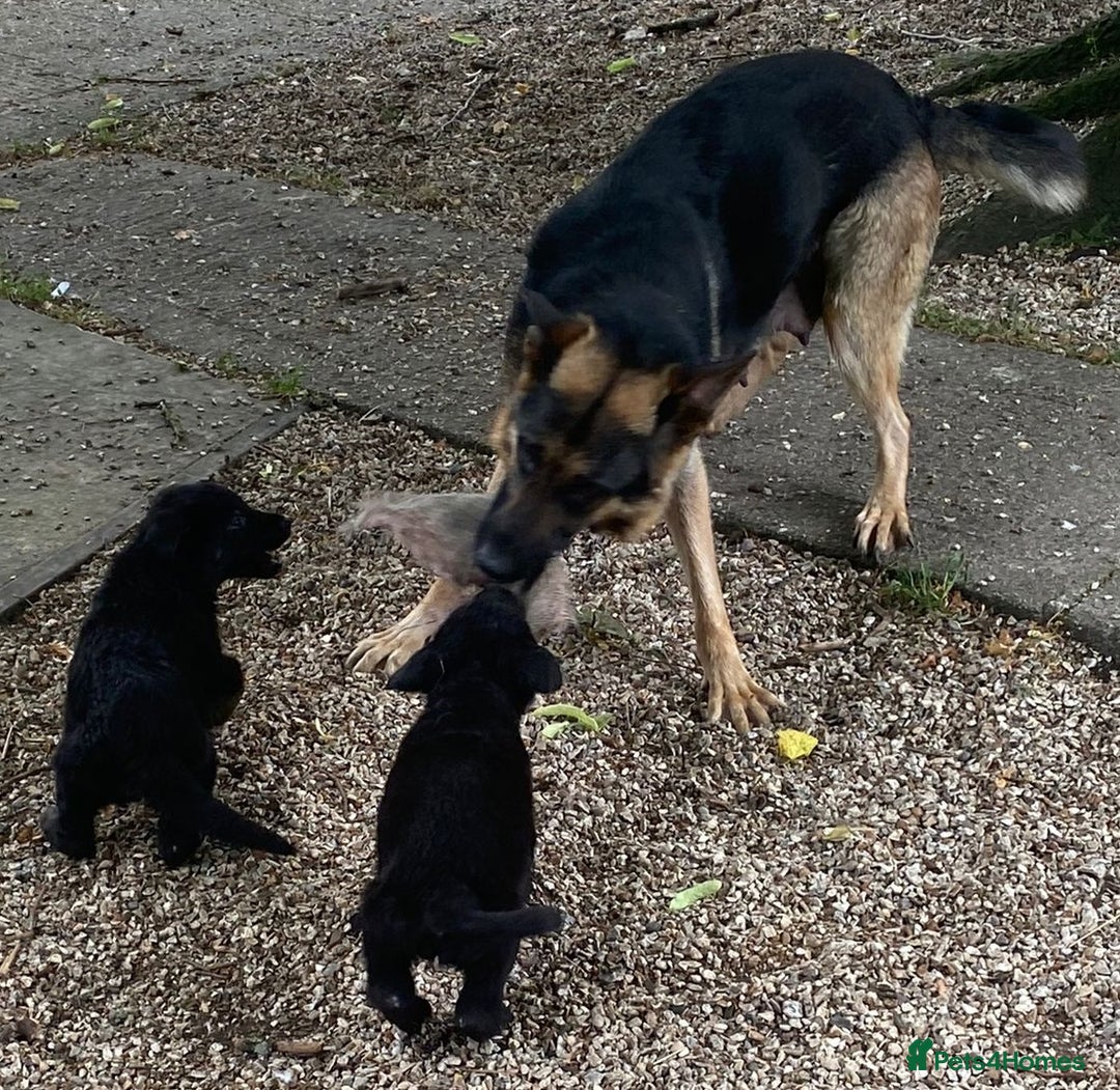German Shepherd dogs for sale: KC reg German Shepherds, Loving family pups - Image 1