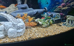 Plecos fish for sale: Bristlenose Plecis - Image 3