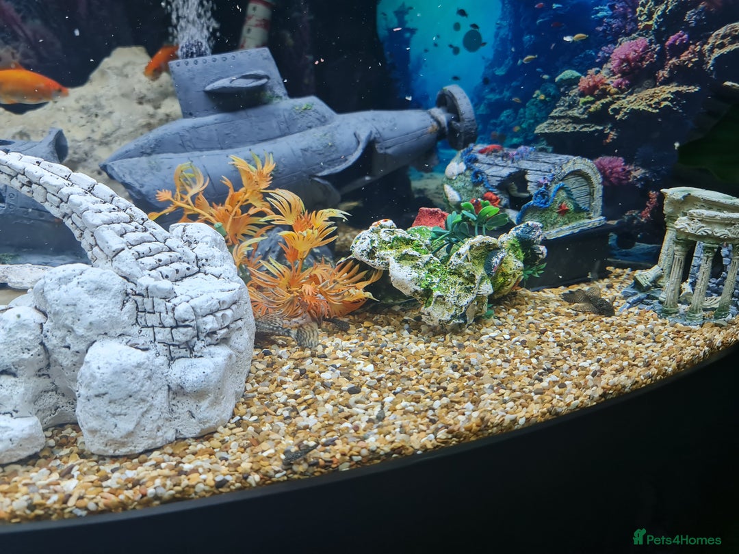 Plecos fish for sale: Bristlenose Plecis - Image 3
