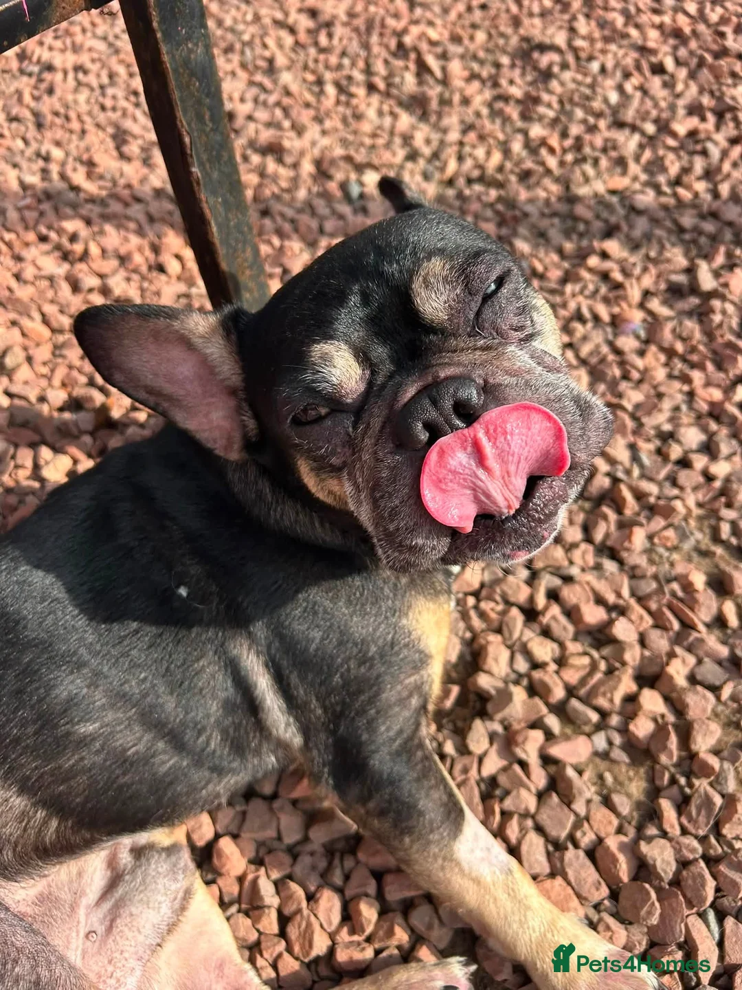 French Bulldog dogs for adoption: Ted - In Ayr Looking for a home  - Advert 2