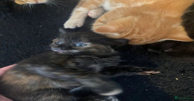 British Shorthair cats - Advert 1