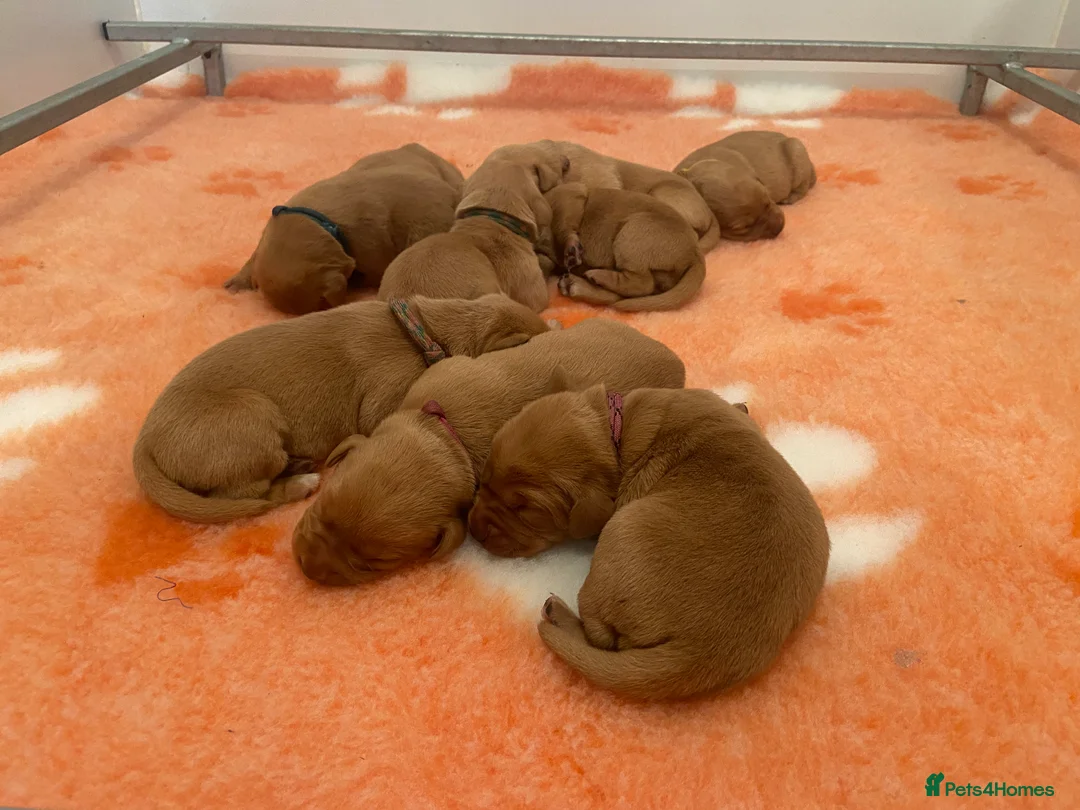 Labrador Retriever dogs for stud: 🔸DARK RED WORKING STUD KC & FULLY HEALTH TESTED🔸 in Hawes - Advert 21