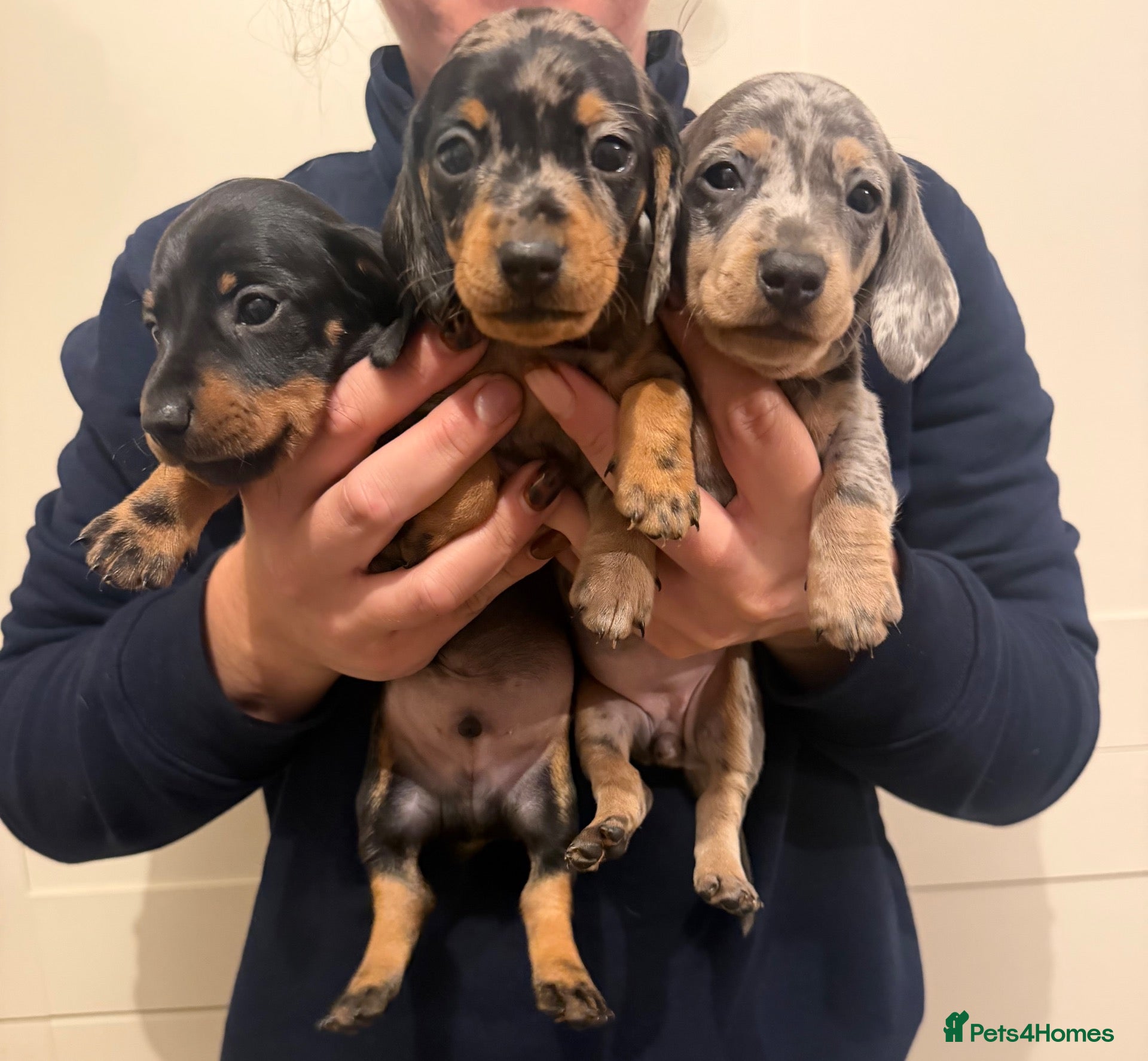 Miniature Dachshund dogs for sale: 5 beautiful Miniature Dachshunds  - Advert 18