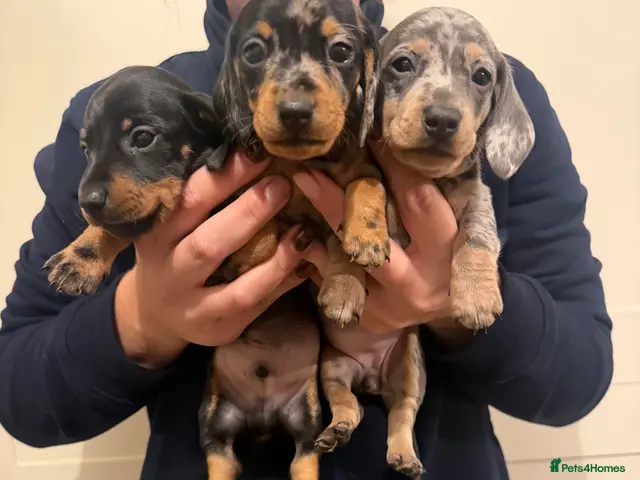 Miniature Dachshund dogs for sale: 5 beautiful Miniature Dachshunds - Advert 18