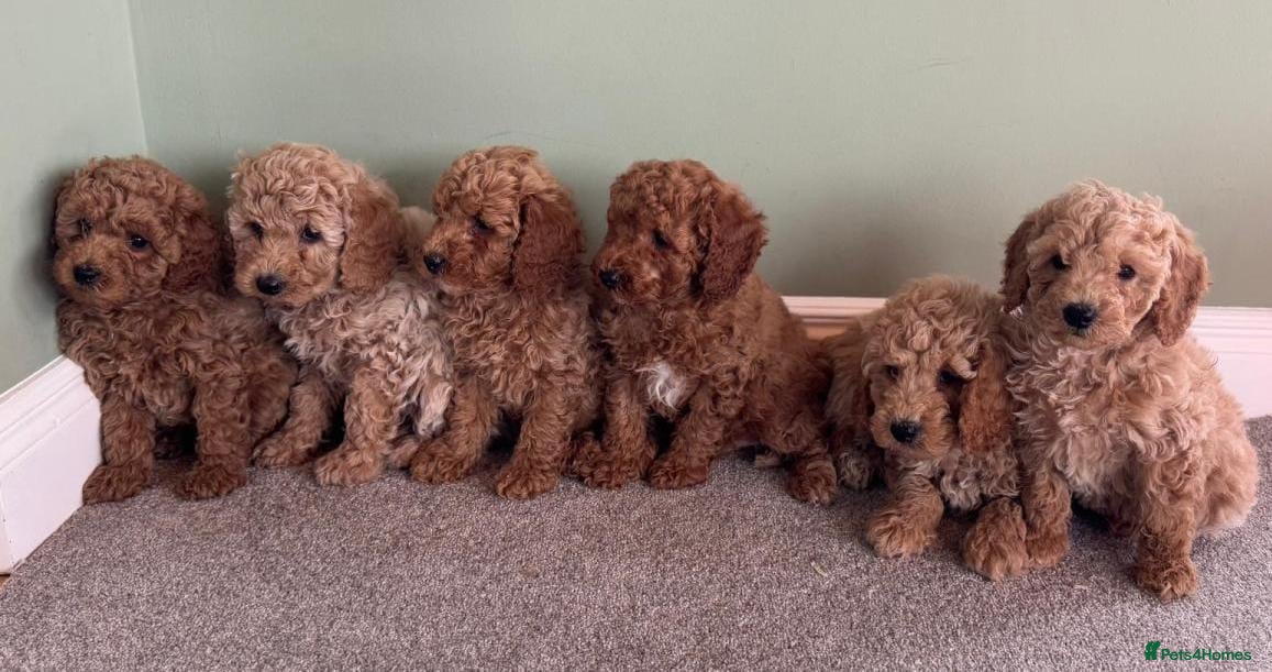 Cavapoo dogs Fully health checked cavapoo puppies - Advert 2