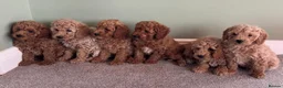Cavapoo dogs for sale: Fully health checked cavapoo puppies - Advert 1