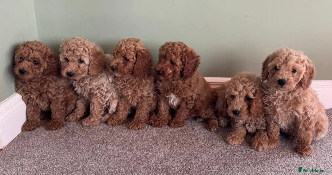Cavapoo dogs for sale: Fully health checked cavapoo puppies - Advert 1