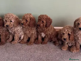 Cavapoo dogs Fully health checked cavapoo puppies - Advert 2