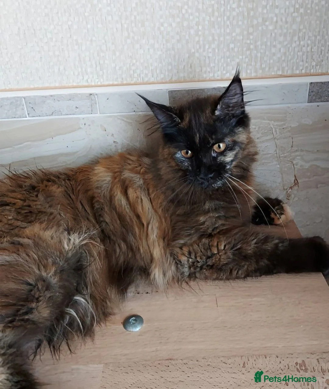 Maine Coon cats for sale: DNA TESTED MAINE COON FEMALE KITTEN !!!  - Advert 1