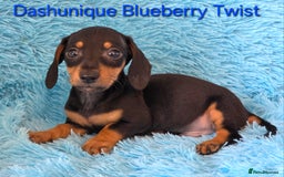 Miniature Dachshund dogs for sale: Rainbow Litter KC REG mini Daxi  - Image 5
