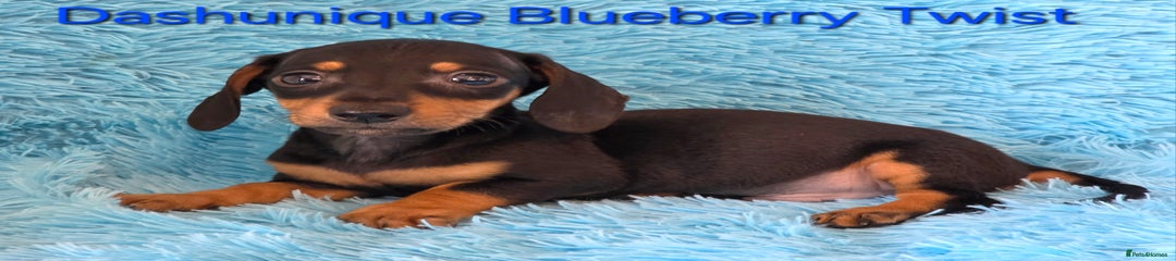 Miniature Dachshund Puppy 5