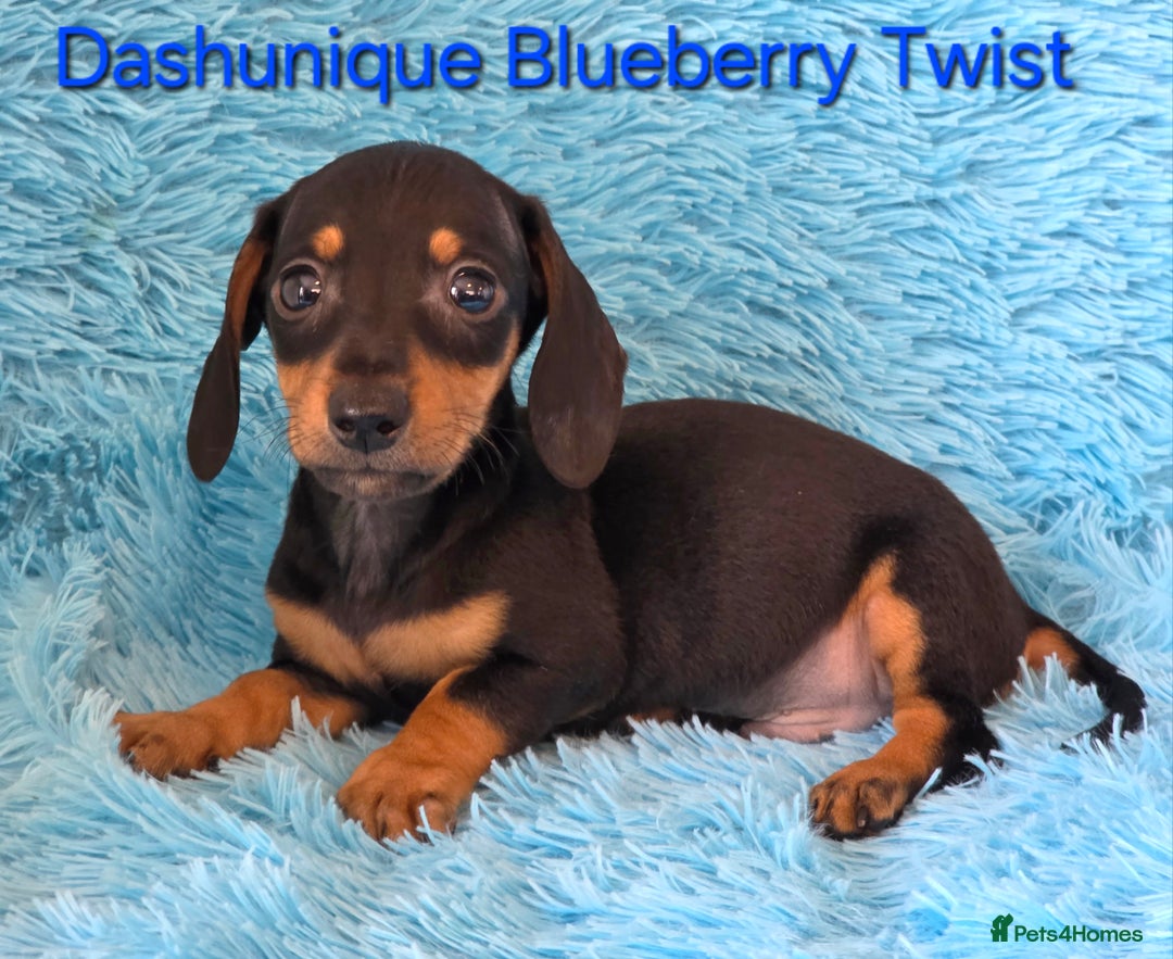 Miniature Dachshund dogs for sale: Rainbow Litter KC REG mini Daxi  - Image 5