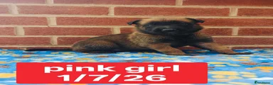 Pink collar Girl