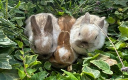 Netherland Dwarf rabbits for sale: SHOW QUALITY PURE BRED NETHERLAND DWARF - Image 7