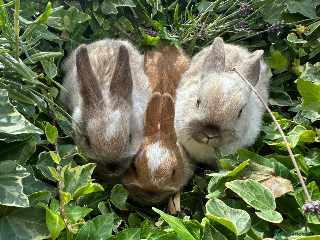 Netherland Dwarf rabbits for sale: SHOW QUALITY PURE BRED NETHERLAND DWARF - Image 7