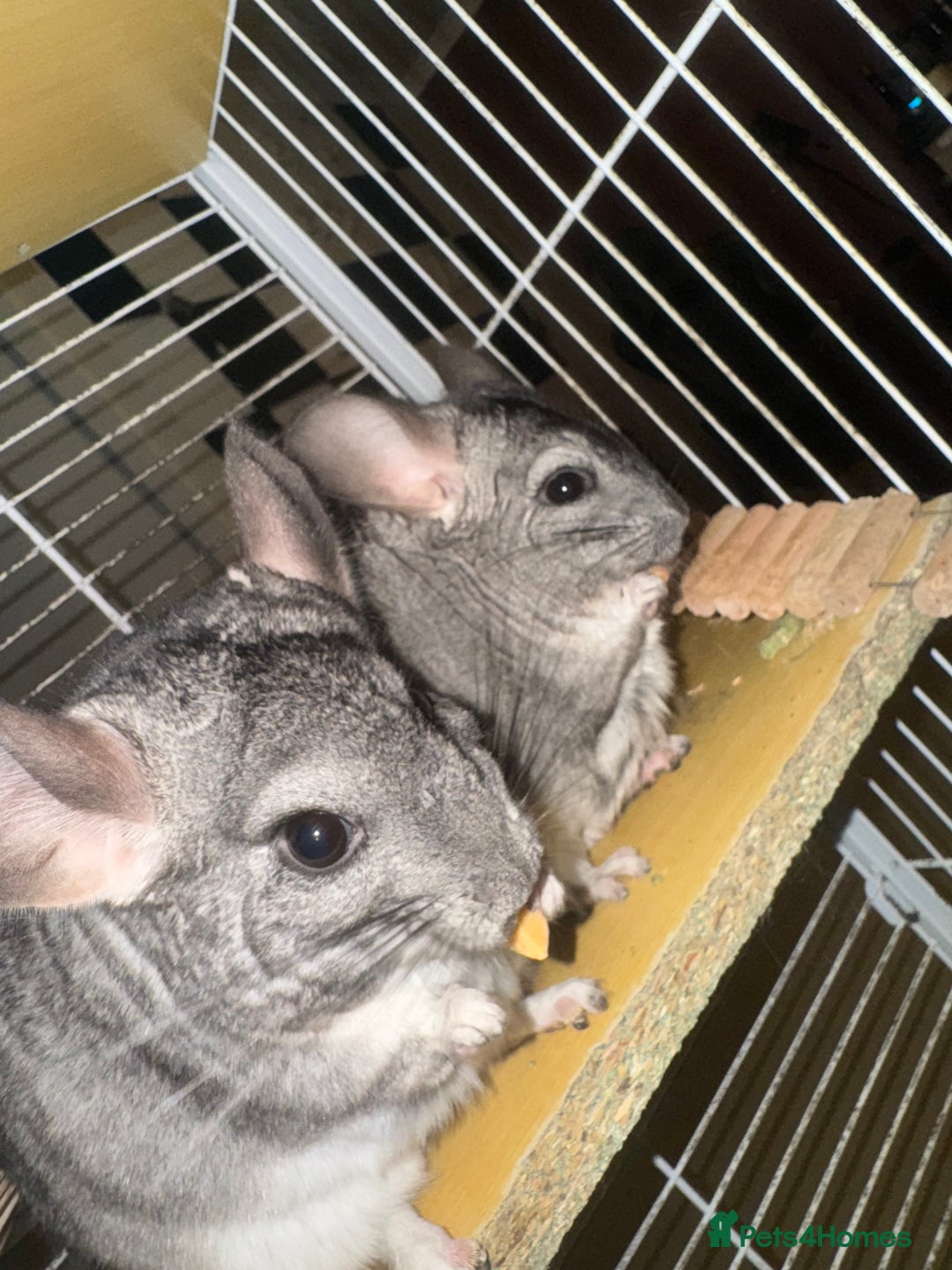 Chinchilla rodents for sale: Chinchillas Females for sale  - Image 3