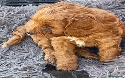 Cavapoo dogs for sale: Adorable Healthy Cavapoo Puppies  - Image 17